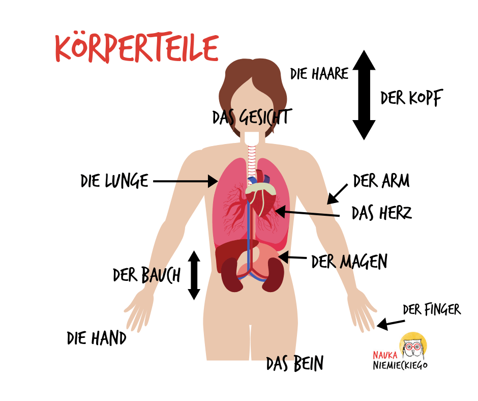 grafika z czesciami ciala